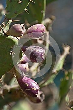 Fruits of a barbary fig tree