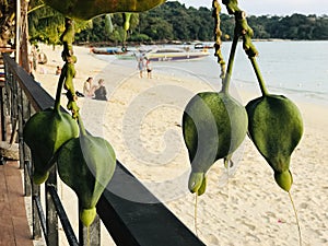 Fruits of Barringtonia asiatica or Putat or Fish poison tree or Sea poison tree on Phi Phi Don Island in Thailand.