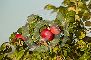 Fruits of beach rose Rosa rugosa