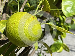 Fruits of the Bergamot Orange / Citrus Ã— limon, syn. Citrus bergamia / Bergamotte, ZitrusfrÃ¼chte / Zitrusfruechte / Bergamote