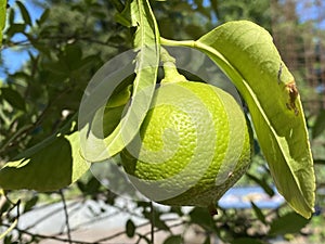 Fruits of the Bergamot Orange / Citrus Ã— limon, syn. Citrus bergamia / Bergamotte, ZitrusfrÃ¼chte / Zitrusfruechte / Bergamote