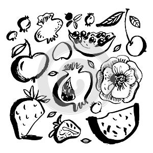 Fruits and berries. Brush painted doodles. Hand drawn design elements. Vector illustration.
