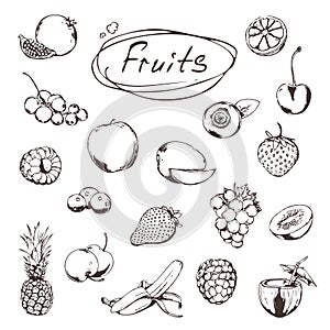 Fruits and berries, sketches