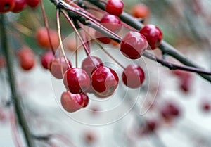 Fruits of a berry apple tree close-up. Red apples on a branch without leaves. Autumn natural background