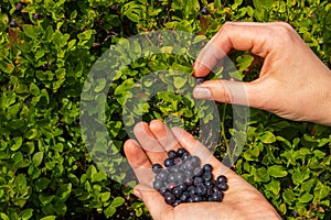 Fruits of bilberries in the palms