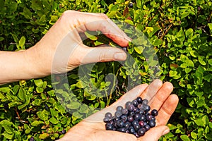 Fruits of bilberries in the palms