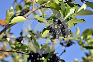 Fruits of black chokeberry (aronia)