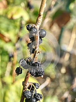 Fruits of black currant forgotten on twigs. Extreme dryness.