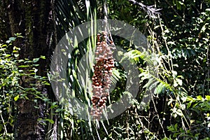 Fruits of a black palm, Astrocaryum standleyanum