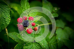 Fruits of black raspberries in two stages of ripening, ripe black berry and unripe red berries