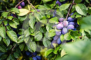 The fruits of blackthorn Prunus spinosa.