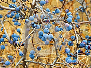 Fruits of the blackthorn Prunus spinosa photo