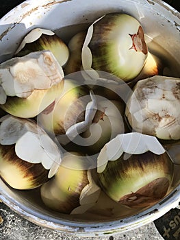 Fruits of Borassus flabellifer or Doub palm or Palmyra palm or Tala palm or Toddy palm.