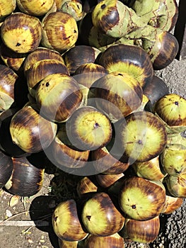 Fruits of Borassus flabellifer or Doub palm or Palmyra palm or Tala palm or Toddy palm.