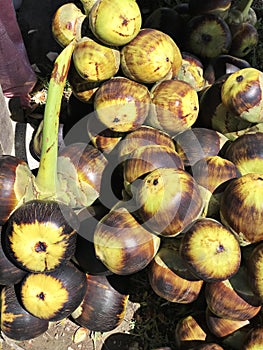 Fruits of Borassus flabellifer or Doub palm or Palmyra palm or Tala palm or Toddy palm. photo