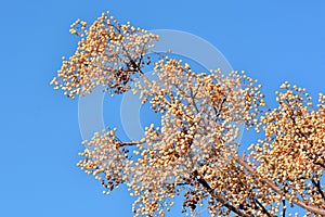 Fruits on the branches of the paradise tree photo