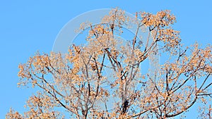 Fruits on the branches of the paradise tree photo