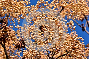 Fruits on the branches of the paradise tree photo