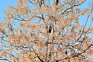 Fruits on the branches of the paradise tree photo