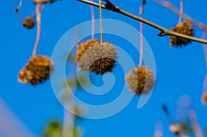 Fruits on the branches of a plane tree or platanus in the park, early spring on a warm sunny day, bright beautiful