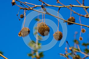 Fruits on the branches of a plane tree or platanus in the park, early spring on a warm sunny day, bright beautiful