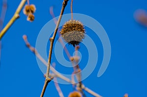 Fruits on the branches of a plane tree or platanus in the park, early spring on a warm sunny day, bright beautiful background