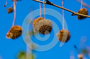 Fruits on the branches of a plane tree or platanus in the park, early spring on a warm sunny day, bright beautiful background