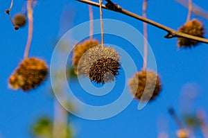 Fruits on the branches of a plane tree or platanus in the park, early spring on a warm sunny day, bright beautiful background