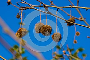 Fruits on the branches of a plane tree or platanus in the park, early spring on a warm sunny day, bright beautiful background