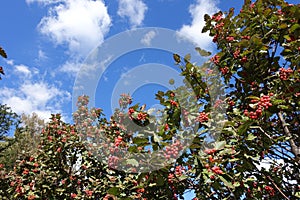 Fruits on branches of Sorbus aria against blue sky