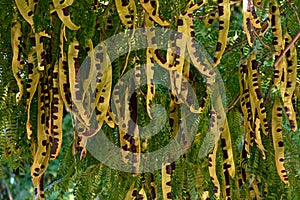 Fruits on the branches of a three-spined acacia photo