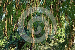 Fruits on the branches of a three-spined acacia photo