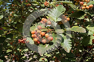 Fruits on branches of whitebeam in September