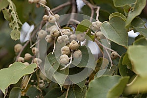 Fruits of a Broad-leaved croton tree Croton macrostachyus