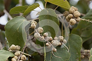 Fruits of a Broad-leaved croton tree Croton macrostachyus