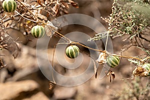 Fruits of Bryonia verrucosa.