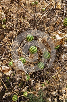 Fruits of Bryonia verrucosa.