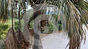 fruits of the buriti palm tree photo