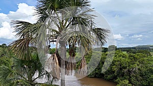 fruits of the buriti palm tree photo