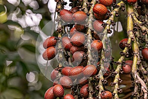 fruits of the buriti palm tree photo