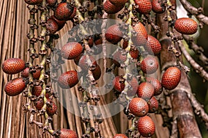 fruits of the buriti palm tree photo