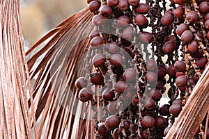 fruits of the buriti palm tree photo