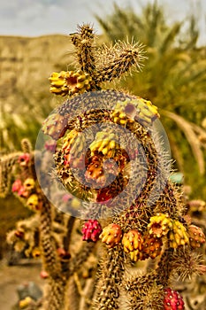 Fruits of the cactus Cylindropuntia spinosio