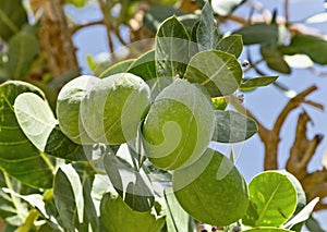 Fruits of calotropis procera(Sodom apple) tree