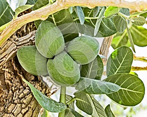 Fruits of calotropis procera(Sodom apple) tree