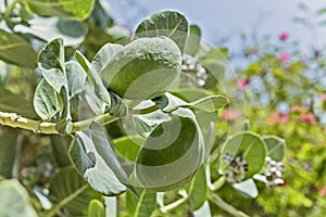 Fruits of calotropis procera(Sodom apple) tree