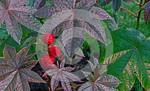 Fruits of the castor tree. Castor-bean tree with red prickly fruits and colorful leaves