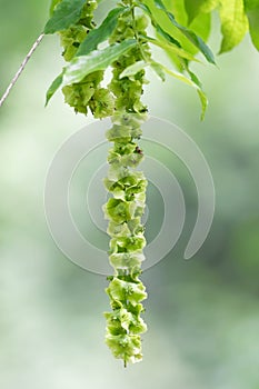 Fruits of Caucasian wingnut