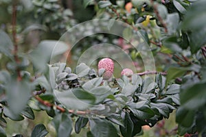 Fruits of Chaenomeles speciosa `Friesdorfer Typ 205` in July. Berlin, Germany