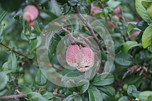 Fruits of Chaenomeles speciosa `Friesdorfer Typ 205` in July. Berlin, Germany